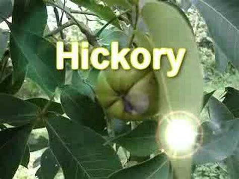 How to identify hickory trees 13 steps with pictures wikihow. Hickory Nut Tree - YouTube
