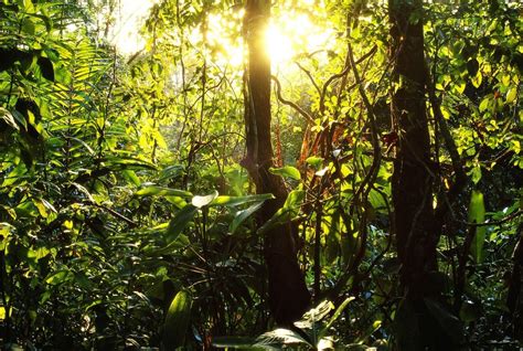 Tropical Rainforest Wallpapers Top Free Tropical Rainforest