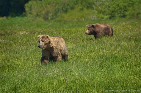 Two Brown Bears Walking Through Grass Greg Hensel Photography