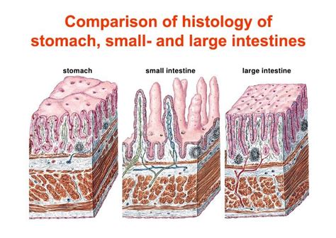 Large intestine starts from the place where the small intestine ends, while small intestine is present between large intestine and stomach. Pin on Histology - GI - Layers, Junctions and Miscellaneous
