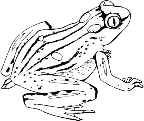 Poison Dart Frog Coloring Page At Getdrawings Free Download