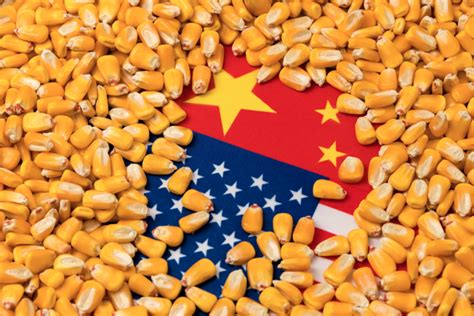 Price target in 14 days: USDA may have to raise China corn import forecast | 2021 ...