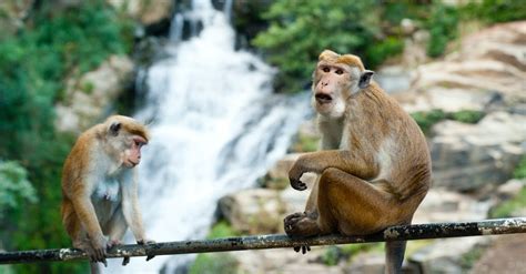 Selective Focus Photography Of Two Brown Monkeys · Free Stock Photo