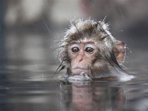 76 Cute Monkey Wallpapers Wallpapersafari