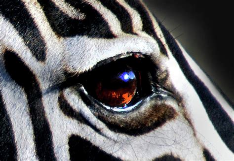 Sunset Reflected In Zebras Eye Photograph By Alexandras Photography