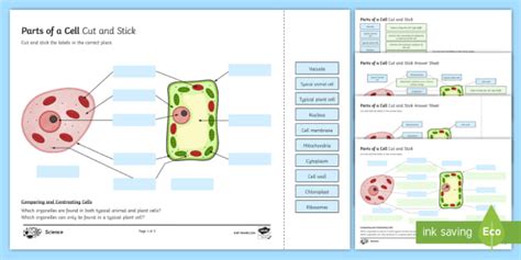 Check spelling or type a new query. GCSE Parts of a Cell Cut and Stick Worksheet