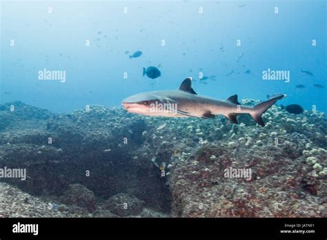 White Tip Reef Shark Queensland Australia Stock Photo Alamy