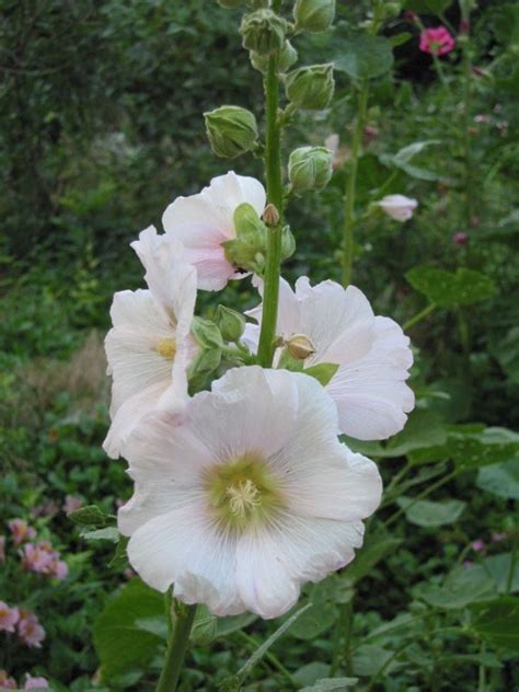 Below is a helpful guide to teach you how to cultivate and utilize this. Dirt Doctor - Library Topics
