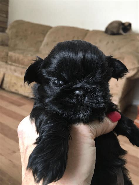 We are a loving family that has been raising puppies for over 30 years in the suburban detroit community of novi. Shih Tzu Puppies For Sale | Kalamazoo, MI #318104