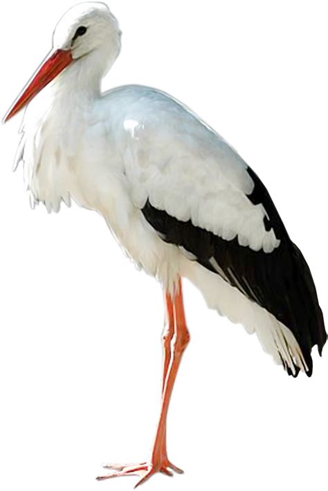 Stork Png