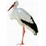 Stork Png 10 Free Cliparts  Download Images On Clipground 2021