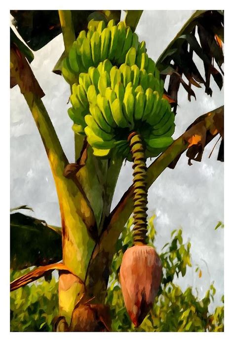 Banana Trees With Fruits And Flower In Lush Tropical Garden Painting