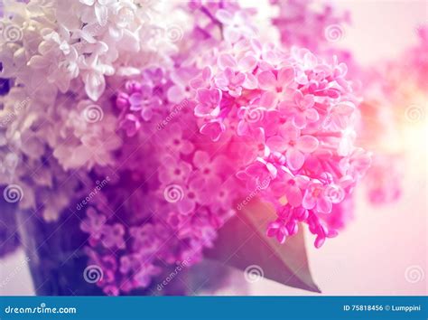 Wild Flowers Lilac At Sunset Stock Photo Image Of Branch Plants
