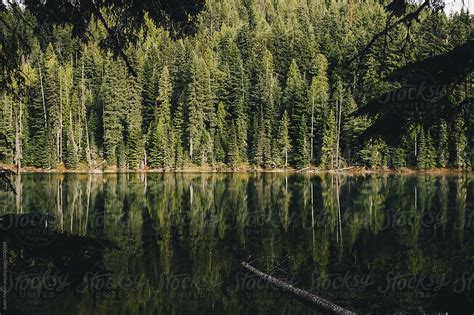 Perfectly Still Lake And Reflection Of Pine Trees By Stocksy