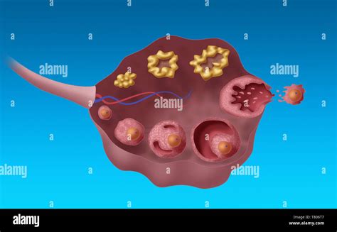 Ovarian Follicles Illustration Stock Photo Alamy