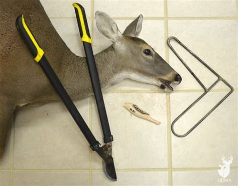 These Tools Will Make Managing And Tracking Deer A Cinch