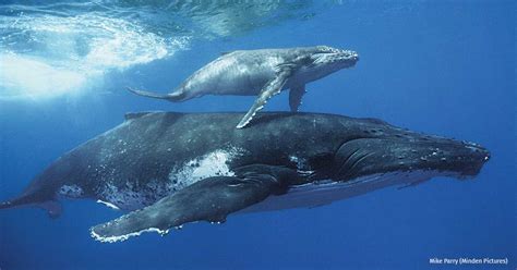 Also, find more png about free blue whale size comparison png. News of the Wild