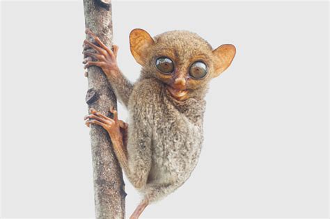 Borneo Tarsier Stock Photo Download Image Now Animal Animal Body