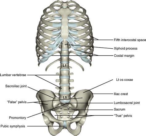 Bone Structure On Yhe Left Lower Abdomen Abdomen Belly Location