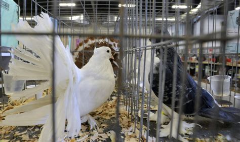Grand National Pigeon Show Comes To Clark County The Columbian