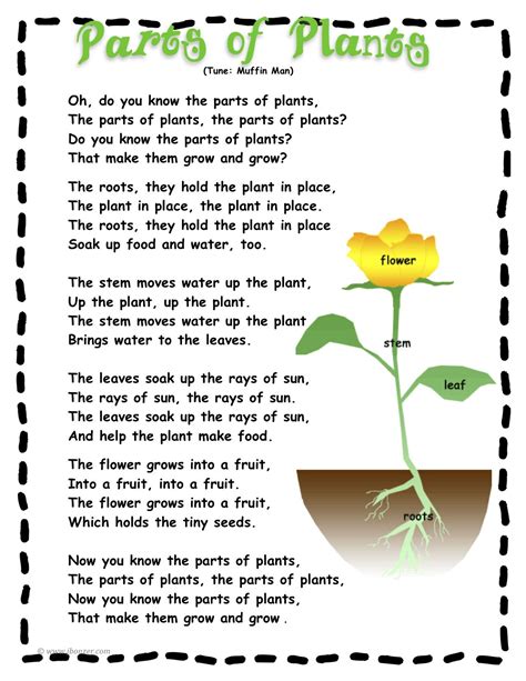 Www.emptyhandsmusic.org/album five main parts of a plant that help find water, make food, and grow tall. Cheesy 'parts of a plant' song! | Plant song, Plant science, Plant activities