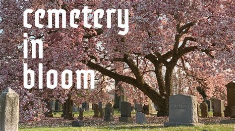 Cemetery In Bloom Youtube