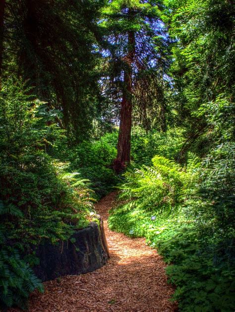 Redwood Park Path Paths Beautiful Landscapes Breathtaking Places