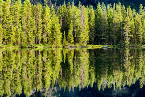 Wallpaper Reflection Ecosystem Spruce Fir Forest Tropical And