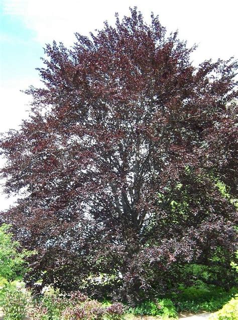 Plantfiles Pictures Fagus Common Beech Purple European Beech Tree
