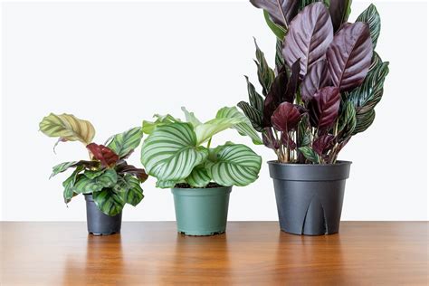 How To Take Care Of Your Calathea House Plants Delivery Toronto