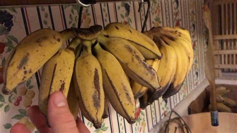 Hang Bananas For The Best Ripening Youtube