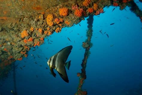 Inmersión De Aspasia Dive Pecio Del King Cruiser Anemone Reef
