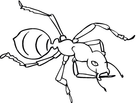 Dibujos De Hormigas Para Colorear Y Pintar C