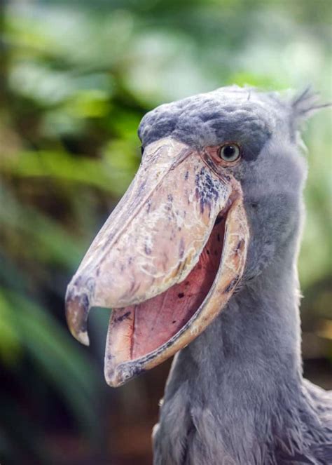 ¡pájaros Feos Las 11 Aves Más Feas Del Planeta Fotos Vídeos