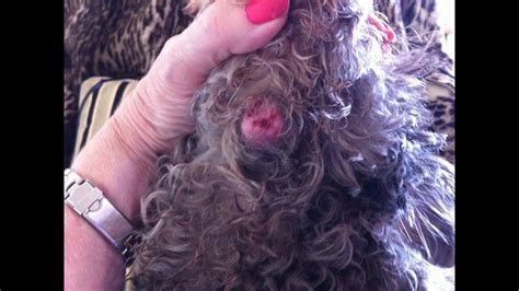 Finally just ended up corraling then into a corner and literally flipping. How to remove wart/cyst on dog(Pt 1) - YouTube