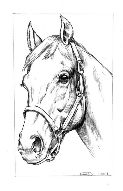 Horses have smooth, short fur, so smooth pencil strokes will give a realistic effect in the darker shadowed areas. Horse Head | Horse art drawing, Horse head drawing