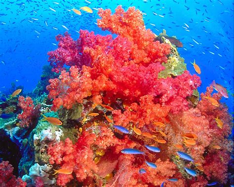 Coral Reef Hd Wallpapers Earth Blog