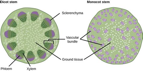 Monocot Root Vascular Bundle