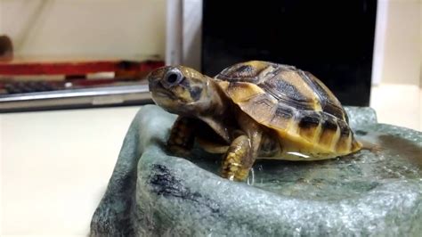 Baby Hermanns Tortoise Bathing 2 Youtube