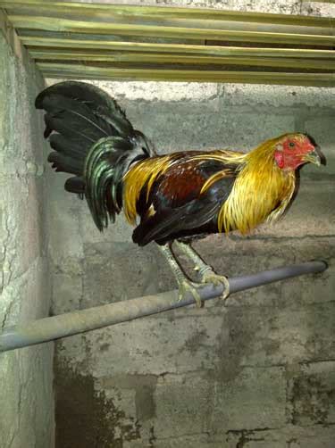 Ayam filipin philipina asli indukan import kab kebumen jualo. Koleksi Gambar Ayam pilipina | Suara Hati Kalian