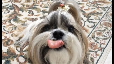Cute Shih Tzu Dog Lacey Eating Peanut Butter In Slow