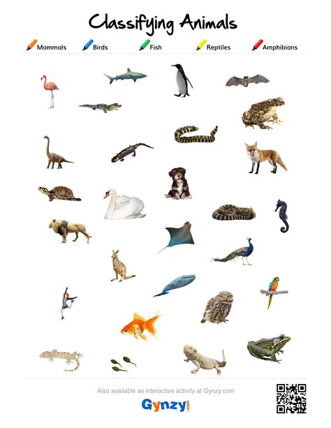 Classification Of Animals Mammals Reptiles Amphibians Pets Lovers