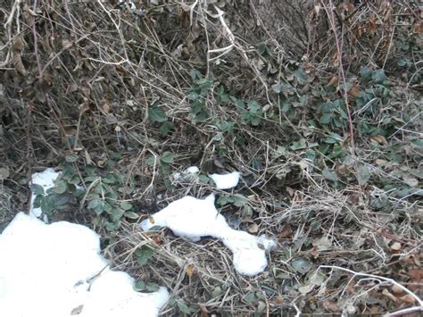 Snow Induced Evergreens Kleckner Oasis