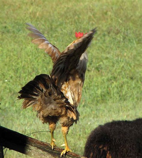 See 10 unbiased reviews of roosters chicken, ranked #154 on tripadvisor among 249 restaurants in high wycombe. Rain, Sunshine, and Llama Alopecia - Rural Ramblings…