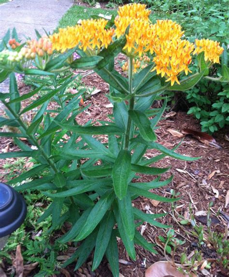 How To Grow Butterfly Weed Asclepias Tuberosa