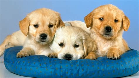 A Warning For Dogs And Their Best Friends In Study Of Fertility The
