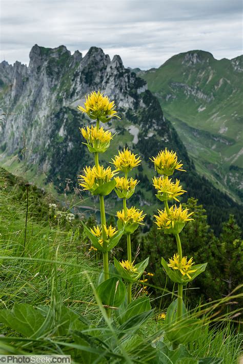 Yellow Alpine Wildflowers Bloom In Appenzell Alps Switzerland Europe