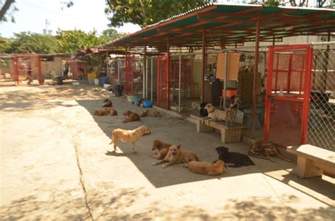 Exhortan A Dueños De Mascotas A No Abandonarlas