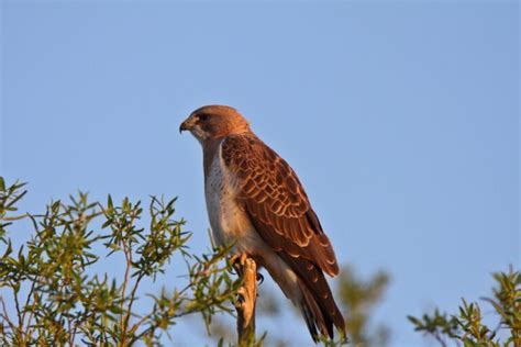 Hawks In New Mexico 14 Species Youve Got To See