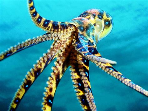 Top Five Most Poisonous Sea Creatures In The World The News Track